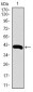 RPL18A Antibody